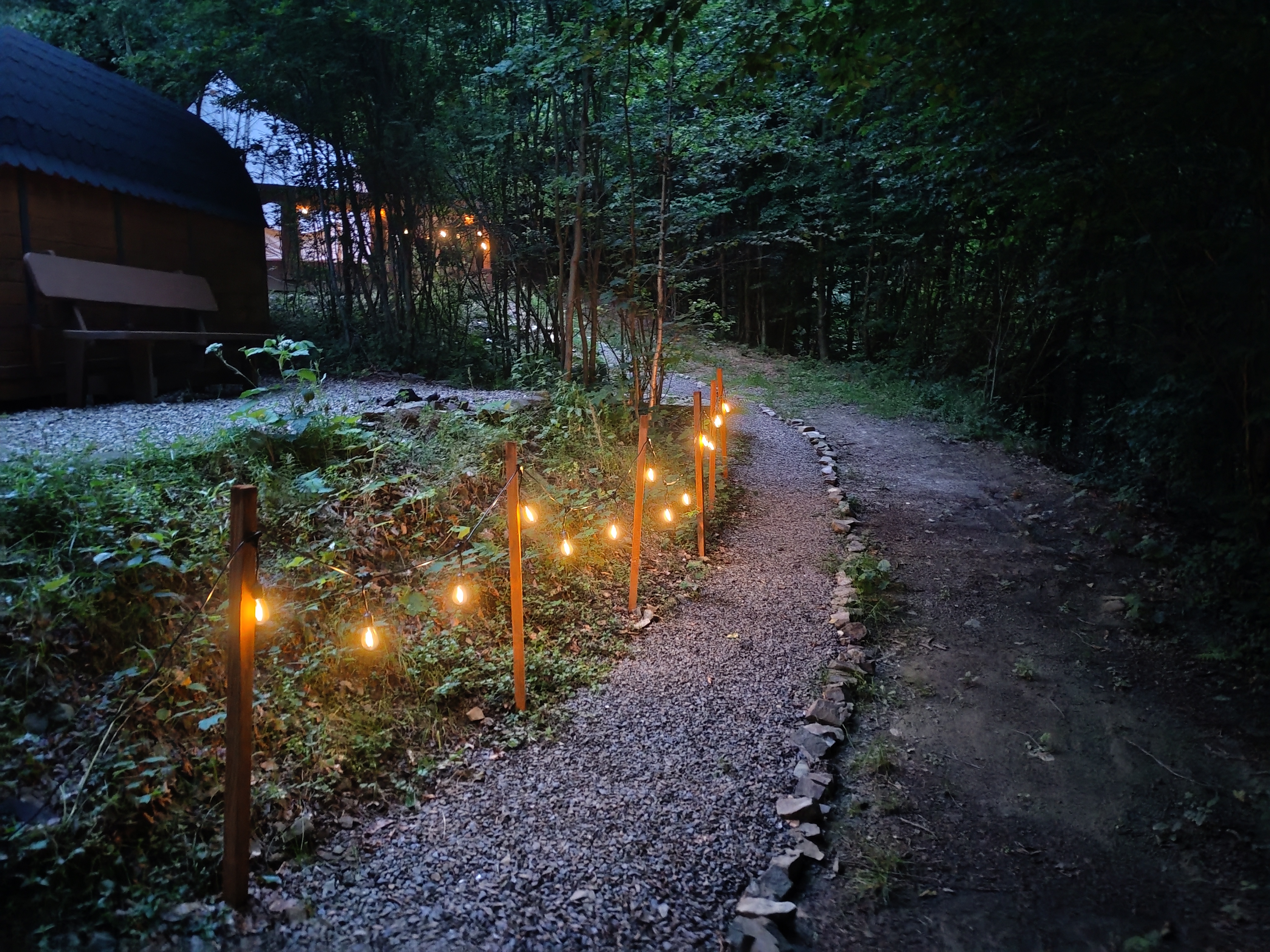 evening forest path