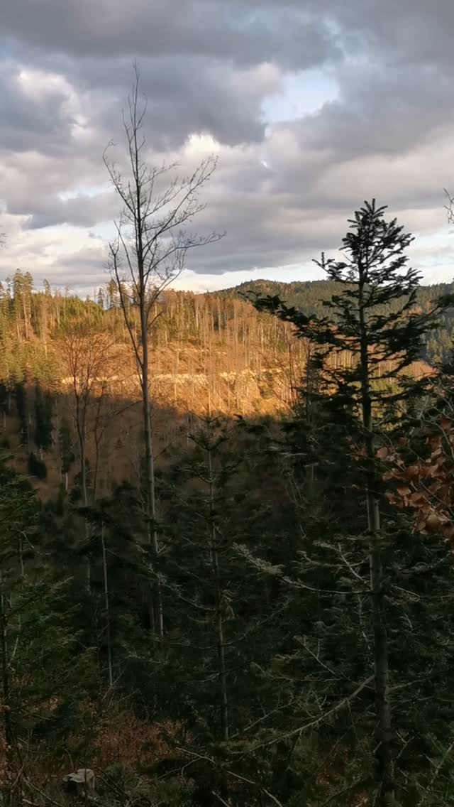 forest — space and wildness